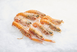 Langoustines
