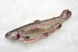 Zalmforel (+/- 350-375 gram) 