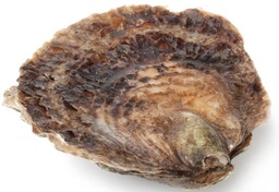 mand (12st) platte zeeuwse oesters 4/0