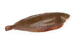 Zeetong Groot Zeetong Groot