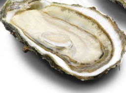 zeeuwse oester per stuk dicht
