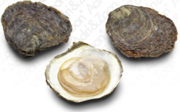Zeeuwse platte oester (bio)